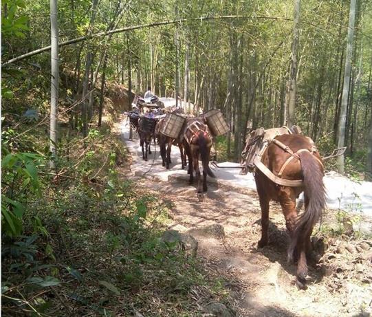 广东马帮运输电话