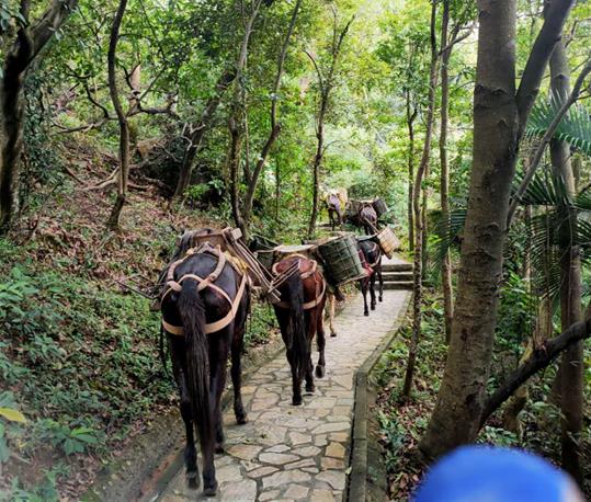 广东马队运输电话