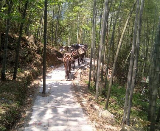 广东马队运输公司