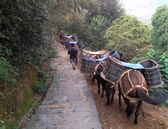 广东骡马运输电话