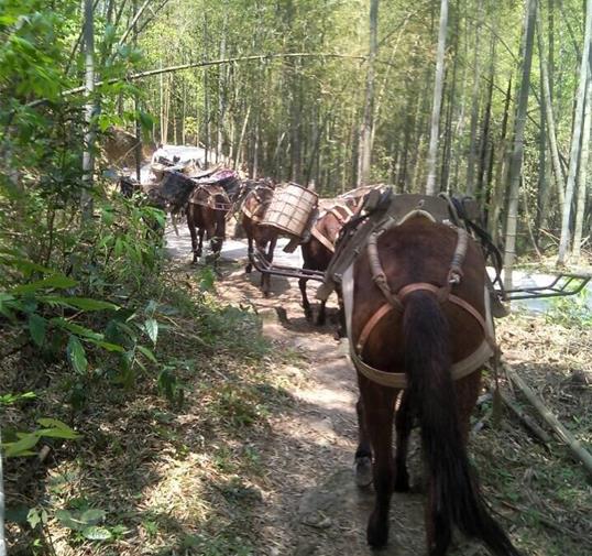 广东骡马运输公司