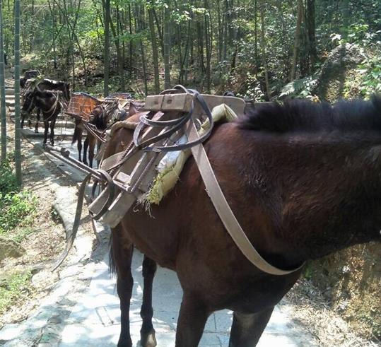 广东山路骡马运输