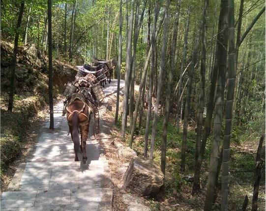 广东山区骡马运输