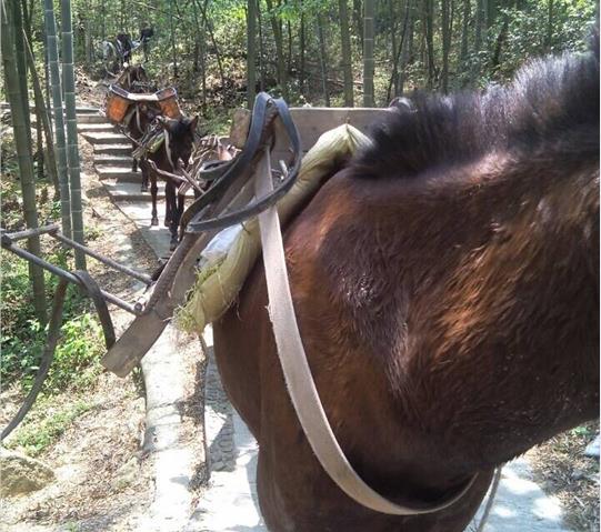 广东骡马队运输