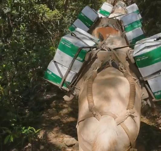 广东骡马山路运输