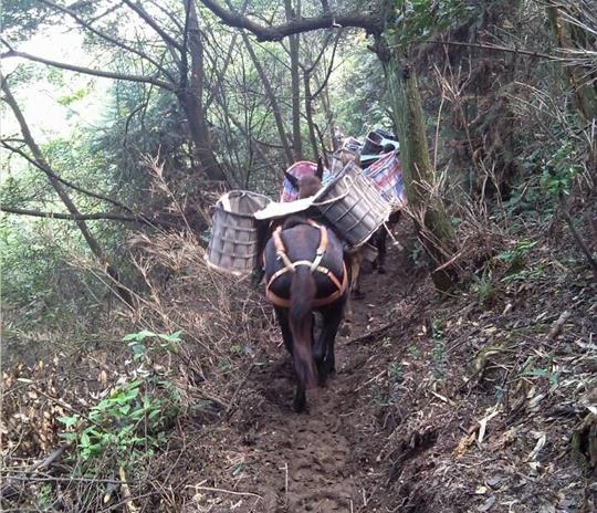 广东马帮运输公司