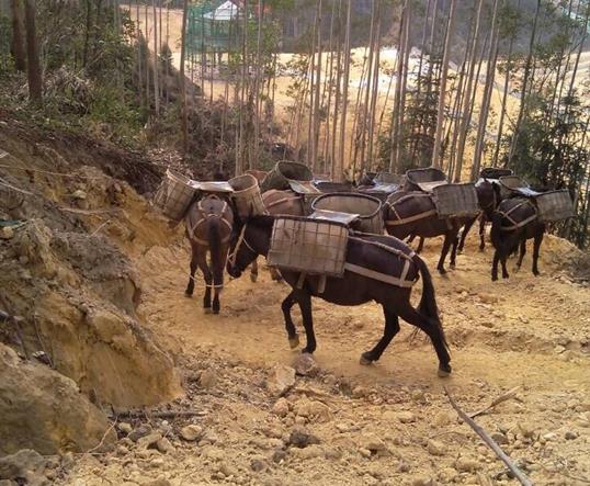 广东山区马队运输